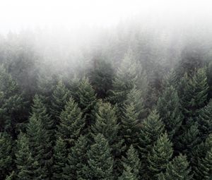 Preview wallpaper trees, fog, tops, forest, green, aerial view