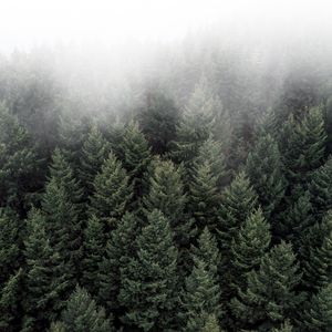 Preview wallpaper trees, fog, tops, forest, green, aerial view