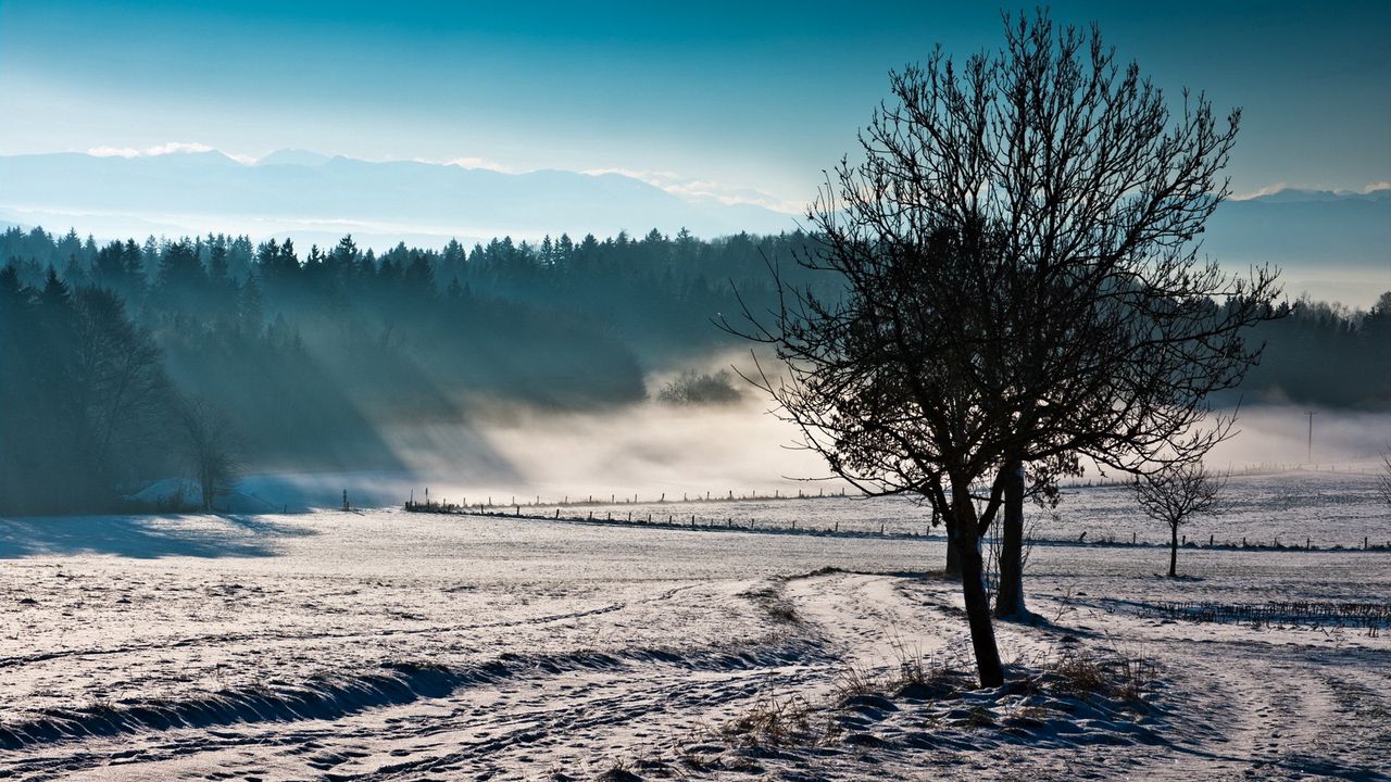 Wallpaper trees, fog, winter, cold, freshness, field