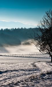 Preview wallpaper trees, fog, winter, cold, freshness, field