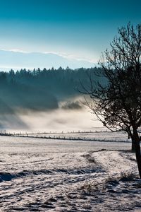 Preview wallpaper trees, fog, winter, cold, freshness, field