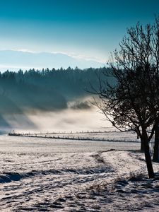 Preview wallpaper trees, fog, winter, cold, freshness, field