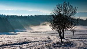 Preview wallpaper trees, fog, winter, cold, freshness, field