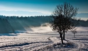 Preview wallpaper trees, fog, winter, cold, freshness, field