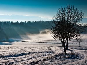 Preview wallpaper trees, fog, winter, cold, freshness, field