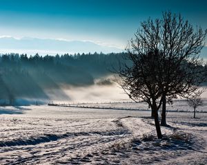 Preview wallpaper trees, fog, winter, cold, freshness, field