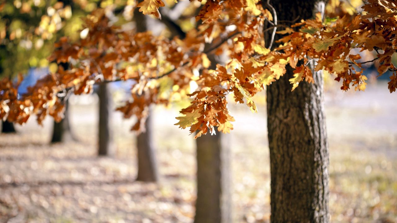 Wallpaper trees, foliage, autumn