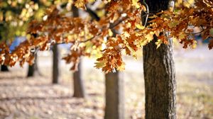 Preview wallpaper trees, foliage, autumn