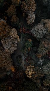 Preview wallpaper trees, forest, aerial view, autumn, dark