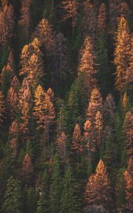 Preview wallpaper trees, forest, aerial view, autumn, colors of autumn, green, golden