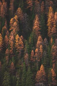 Preview wallpaper trees, forest, aerial view, autumn, colors of autumn, green, golden