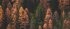 Preview wallpaper trees, forest, aerial view, autumn, colors of autumn, green, golden
