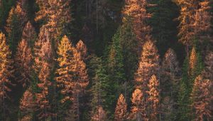 Preview wallpaper trees, forest, aerial view, autumn, colors of autumn, green, golden