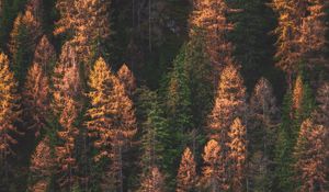 Preview wallpaper trees, forest, aerial view, autumn, colors of autumn, green, golden