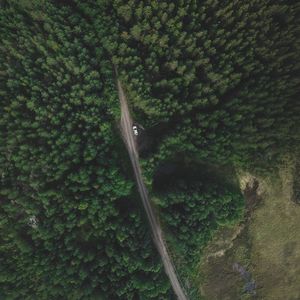 Preview wallpaper trees, forest, aerial view, road, movement