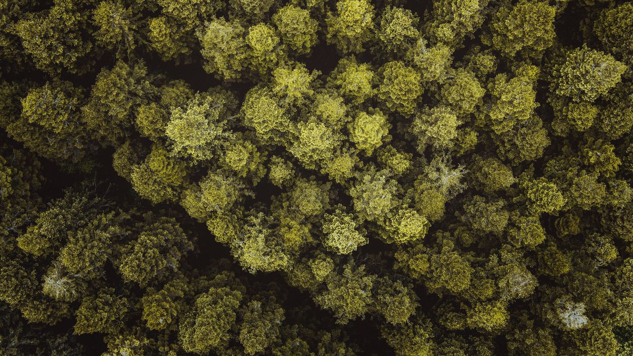 Wallpaper trees, forest, aerial view, branches hd, picture, image