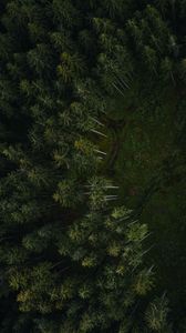 Preview wallpaper trees, forest, aerial view, path