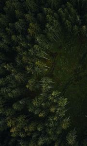 Preview wallpaper trees, forest, aerial view, path