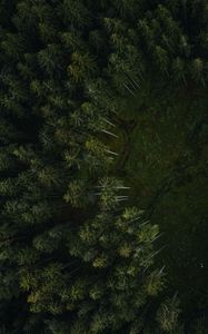 Preview wallpaper trees, forest, aerial view, path