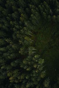 Preview wallpaper trees, forest, aerial view, path