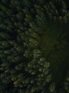 Preview wallpaper trees, forest, aerial view, path