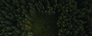 Preview wallpaper trees, forest, aerial view, path