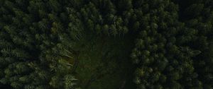 Preview wallpaper trees, forest, aerial view, path