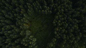 Preview wallpaper trees, forest, aerial view, path