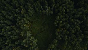Preview wallpaper trees, forest, aerial view, path