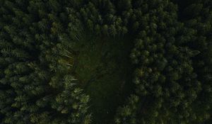 Preview wallpaper trees, forest, aerial view, path
