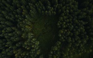 Preview wallpaper trees, forest, aerial view, path