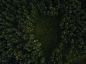Preview wallpaper trees, forest, aerial view, path