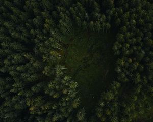 Preview wallpaper trees, forest, aerial view, path