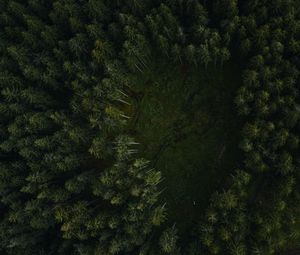 Preview wallpaper trees, forest, aerial view, path