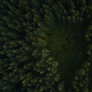 Preview wallpaper trees, forest, aerial view, path