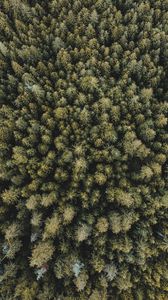 Preview wallpaper trees, forest, aerial view, spruce