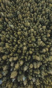 Preview wallpaper trees, forest, aerial view, spruce