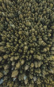 Preview wallpaper trees, forest, aerial view, spruce