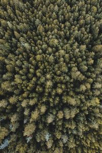 Preview wallpaper trees, forest, aerial view, spruce