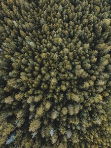 Preview wallpaper trees, forest, aerial view, spruce