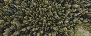 Preview wallpaper trees, forest, aerial view, spruce