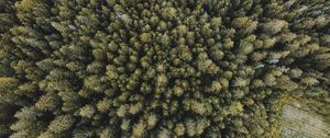 Preview wallpaper trees, forest, aerial view, spruce