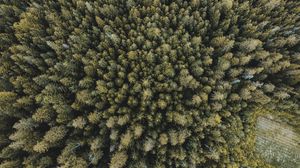 Preview wallpaper trees, forest, aerial view, spruce