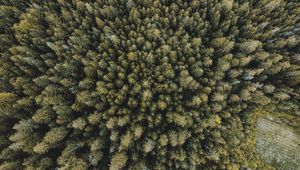 Preview wallpaper trees, forest, aerial view, spruce