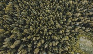 Preview wallpaper trees, forest, aerial view, spruce