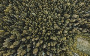 Preview wallpaper trees, forest, aerial view, spruce