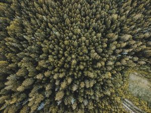 Preview wallpaper trees, forest, aerial view, spruce