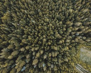 Preview wallpaper trees, forest, aerial view, spruce