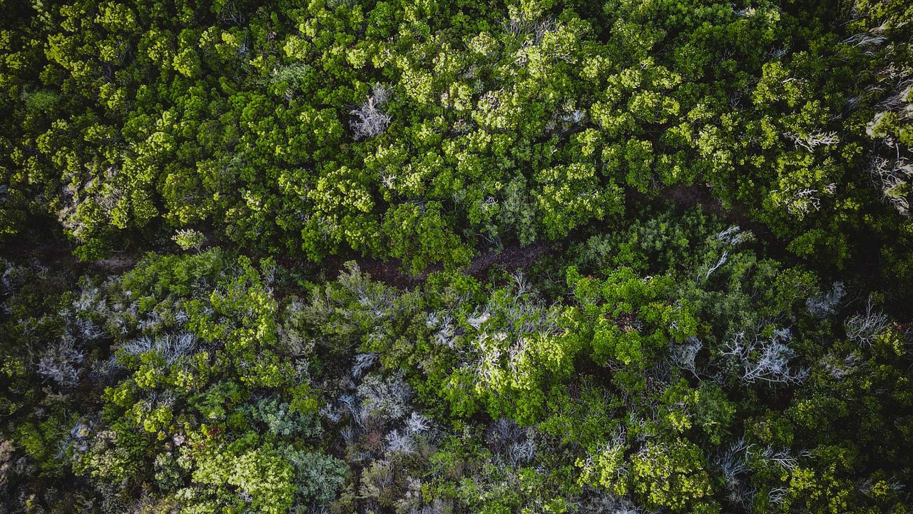 Wallpaper trees, forest, aerial view, road