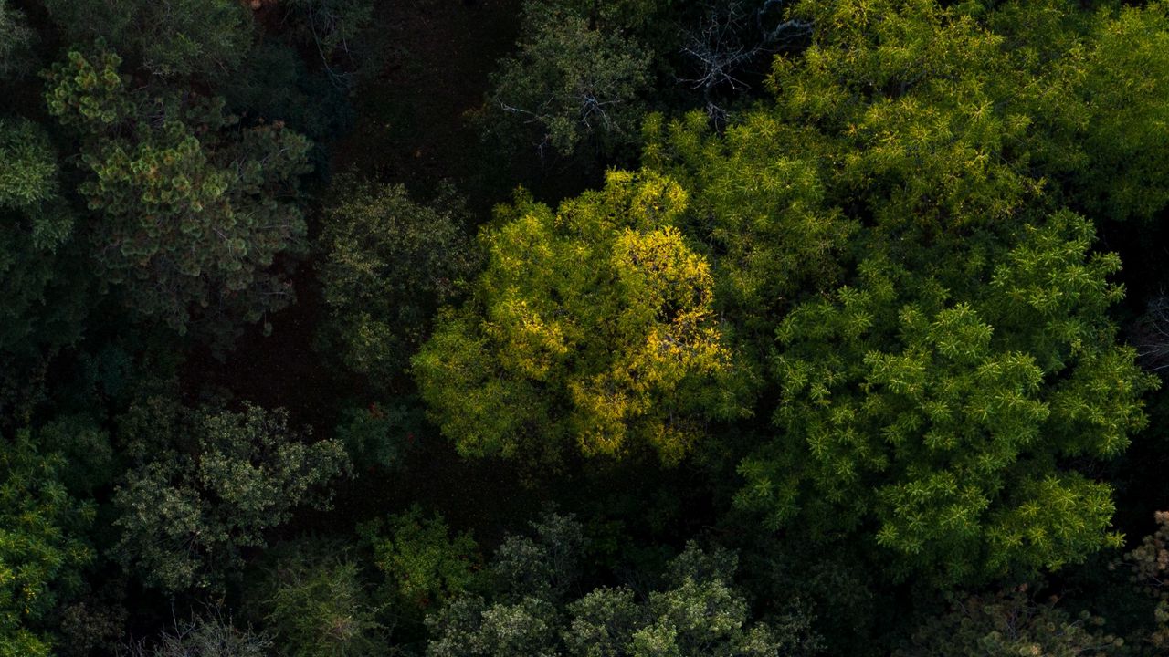 Wallpaper trees, forest, aerial view, green, nature